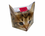 Mug - kitty with the guitar + box with tail  (CARMANI)